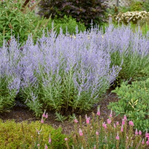 Perovskia 'BLUE JEAN BABY' - Russian Sage.  Perennial.  Plant.