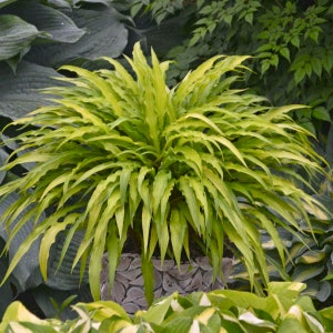 HOSTA 'CURLY FRIES'.  Perennial.  Plant.