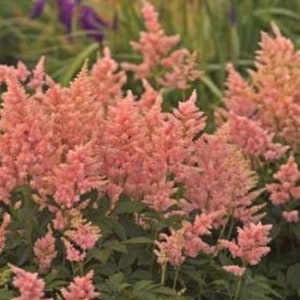 ASTILBE 'PEACH BLOSSOM'.  Perennial.  Plant.