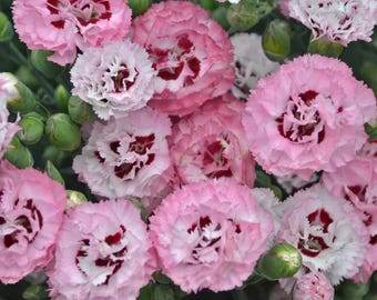 Dianthus 'APPLE BLOSSOM BURST'.  Maiden Pinks.  Perennial.  Plant.