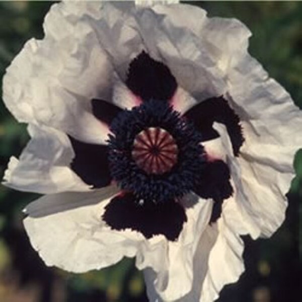 PAPAVER 'ROYAL WEDDING.  Oriental Poppy.  Perennial.  Plant.