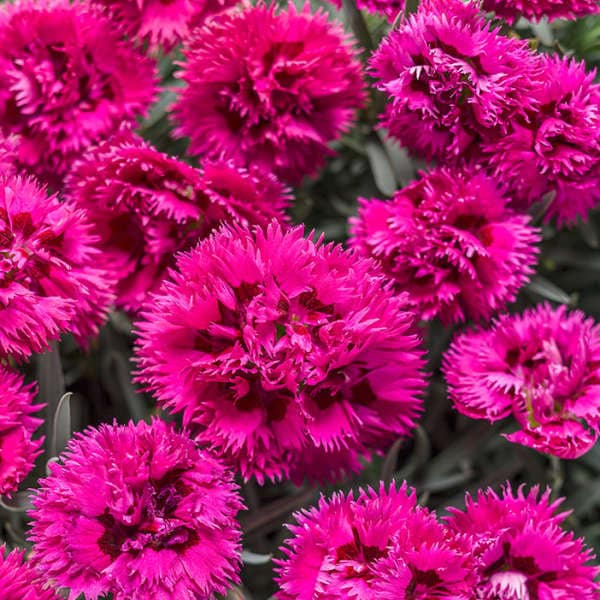 DIANTHUS 'SPIKED PUNCH'.  Maiden Pinks.  Perennial.  Plant.