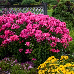 PHLOX 'GLAMOUR GIRL.  Tall Garden Phlox.  Perennial.  Plant.