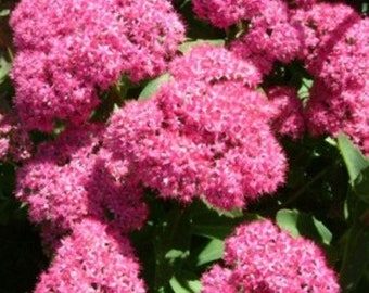 SEDUM 'CARL' - Stonecrop.  Perennial.  Plant.