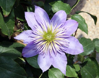 CLEMATIS 'CRYSTAL FOUNTAIN'.  Plant.  Perennial. Vine.