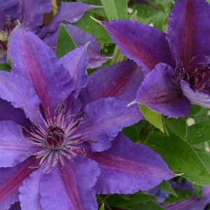 May include: Close-up of vibrant purple clematis flowers with deep magenta stripes radiating from the center. The petals are broad and textured, surrounded by green leaves. A beautiful floral arrangement.