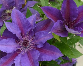 CLEMATIS 'EDDA'.  Plant.  Perennial.