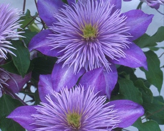 CLEMATIS 'CRYSTAL FOUNTAIN'.  Plant.  Perennial.