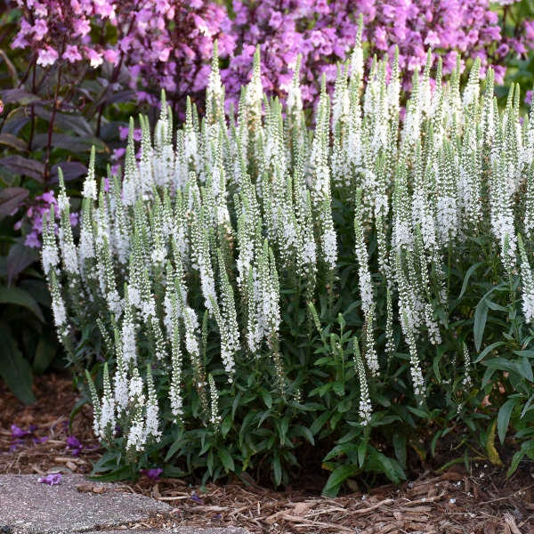 VERONICA 'WHITE WANDS' - Speedwell.  Perennial.  Plant.