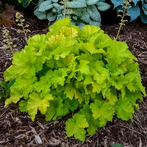 HEUCHERA 'TWIST Of LIME' - Coral Bells.  Perennial.  Plant.