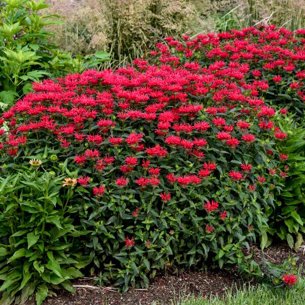 MONARDA 'RED VELVET' - Bee Balm.  Perennial.  Plant.