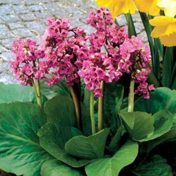 BERGENIA 'WINTER GLOW'.  Perennial.  Plant.