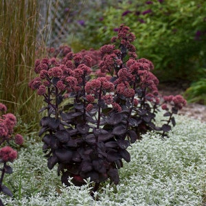 SEDUM 'NIGHT EMBERS' - Stonecrop.  Perennial.  Plant.