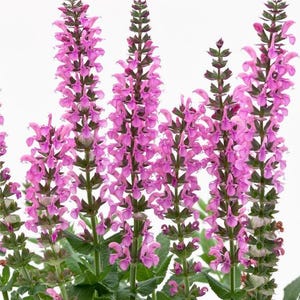 SALVIA 'SWIFTY ROSE'.  Perennial.  Plant.