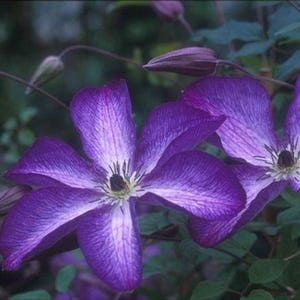 CLEMATIS 'V. VENOSA VIOLACEA'.  Plant. Perennial.