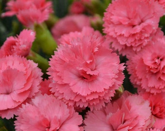 DIANTHUS 'CLASSIC CORAL'.  Maiden Pinks.  Perennial.  Plant.