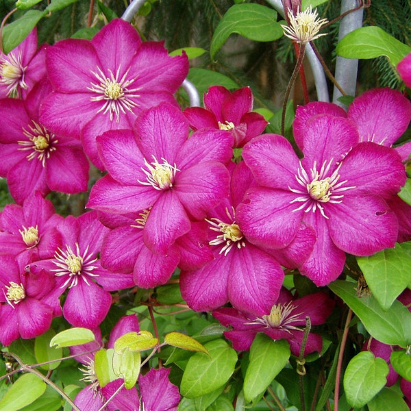 CLEMATIS 'VILLE De LYON'.  Plant. Perennial.