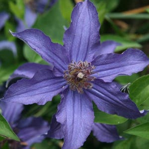 CLEMATIS 'SAPPHIRE INDIGO'.  Plant.  Perennial.