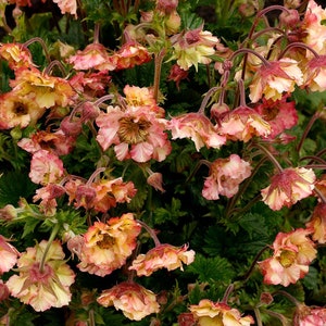 GEUM 'PRETTICOATS PEACH'.  Perennial.  Plant.