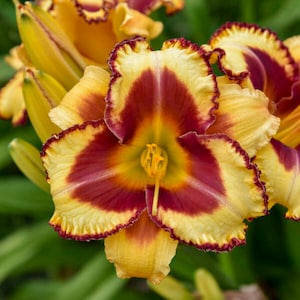 HEMEROCALLIS 'BLAZING GLORY' - Daylily.  Perennial.  Plant.