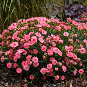 May include: A close-up of a cluster of pink carnations in full bloom. The flowers are arranged in a dense, rounded shape, creating a vibrant and colorful display.