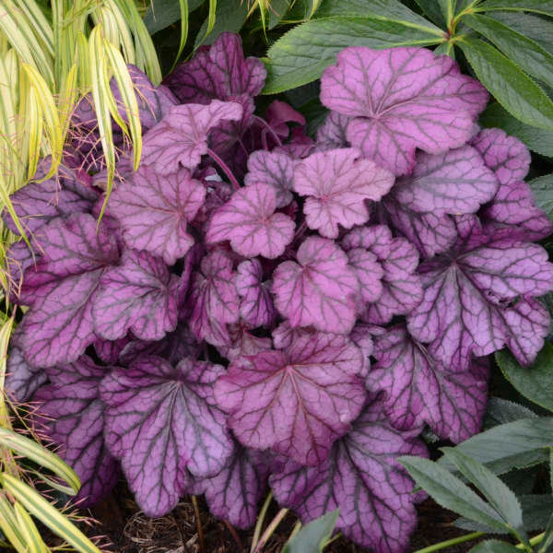 HEUCHERA 'WILD ROSE' Coral Bells. Perennial. Plant. Etsy