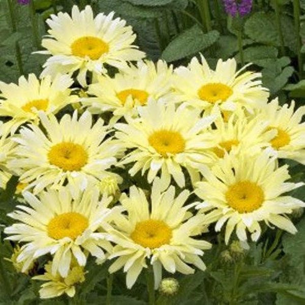 LEUCANTHEMUM 'BANANA CREAM' - Shasta Daisy.  Perennial.  Plant.