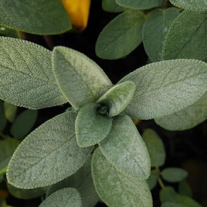 May include: Close-up of a silvery-green plant with soft, fuzzy leaves. The leaves are arranged in a spiral pattern, creating a visually appealing texture.