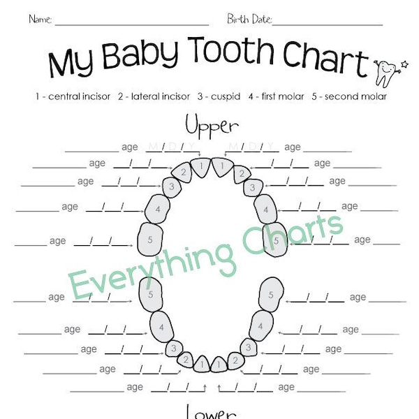 Baby Tooth Chart - PDF/Printable