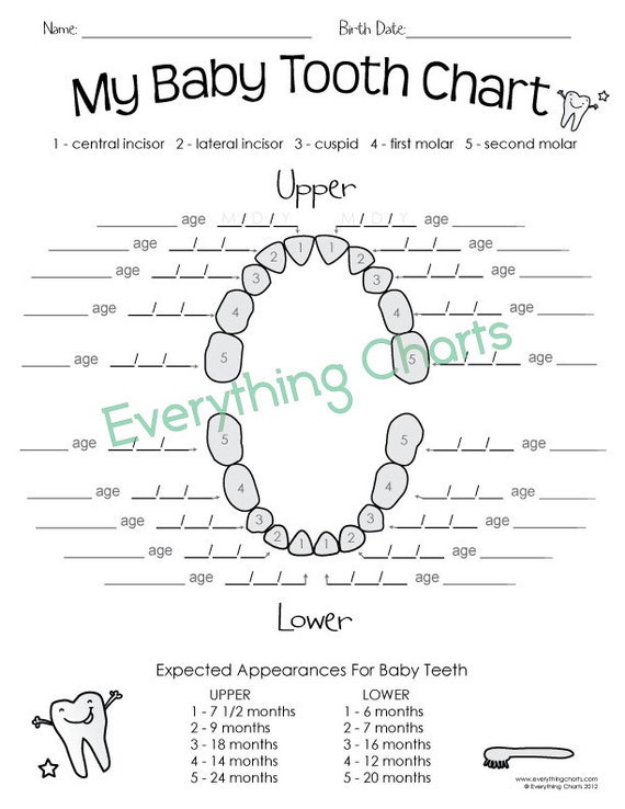 Printable Tooth Chart Numbers