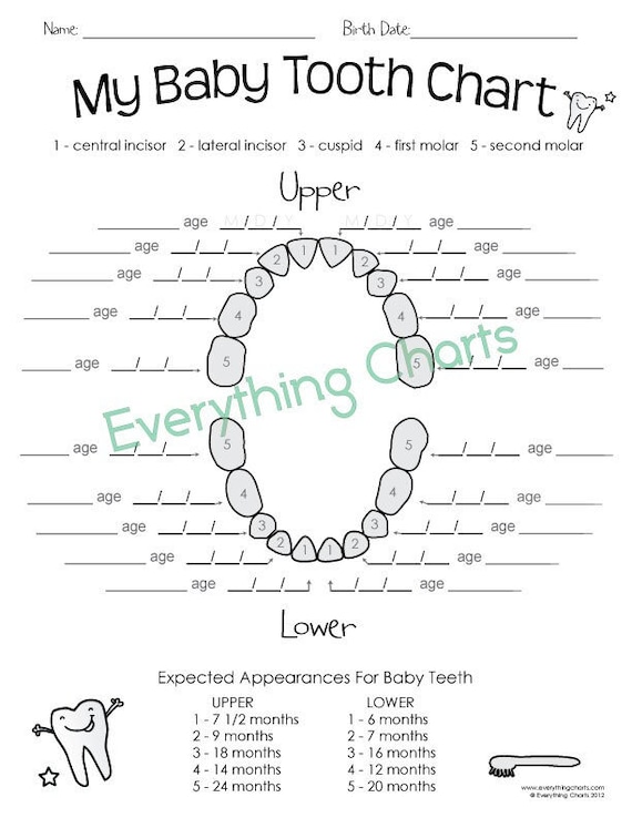 Baby Tooth Chart - PDF/Printable