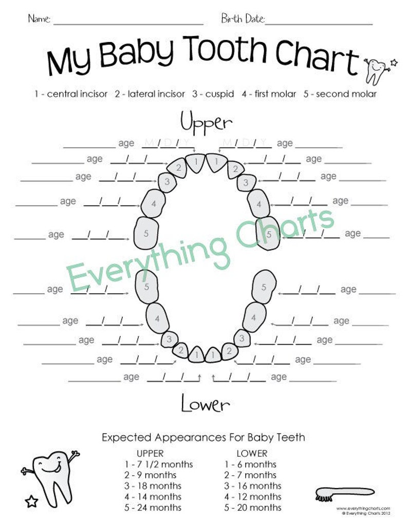 May include: A black and white baby tooth chart with spaces to record tooth eruption dates. The chart includes upper and lower tooth diagrams, tooth names, and expected appearance times. The text "My Baby Tooth Chart" is at the top.
