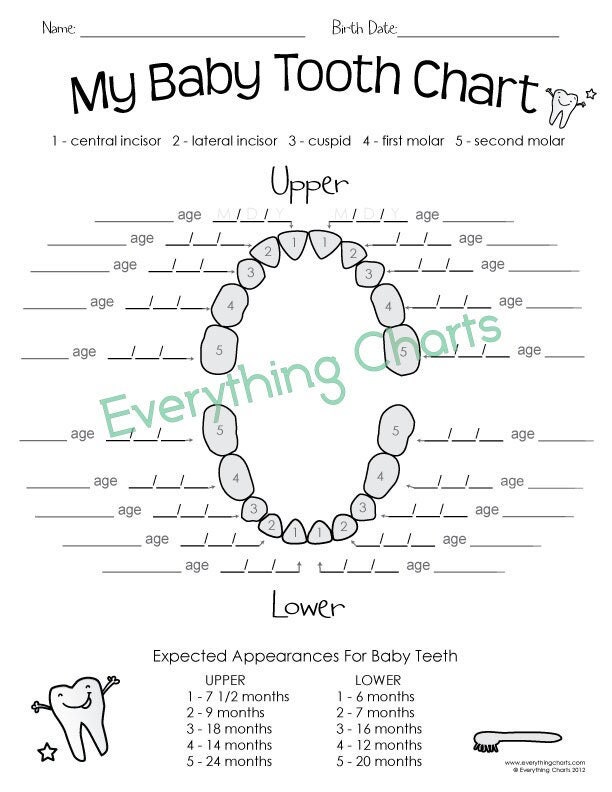 baby-tooth-chart-pdf-printable-etsy for Free Printable Printable Tooth Chart Adults Baby Tooth Chart - Pdf/printable - Etsy for Free Printable Printable Tooth Chart Adults