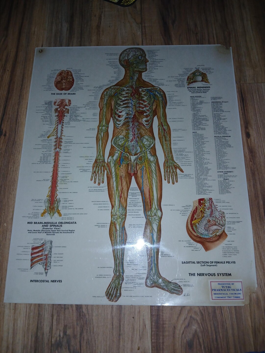 Vintage Anatomical Chart the Nervous System - Etsy