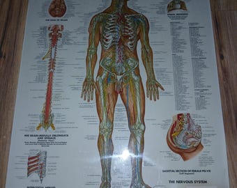 Nervous System Anatomy Poster - LAMINATED - Autonomic Nervous System ...
