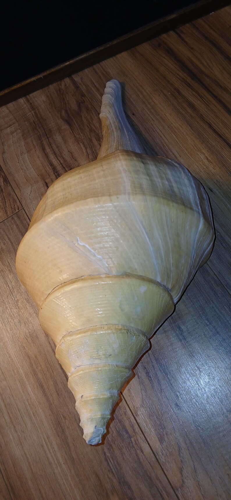 Shell Trumpet Shape Giant Australian Trumpet Shell - Etsy