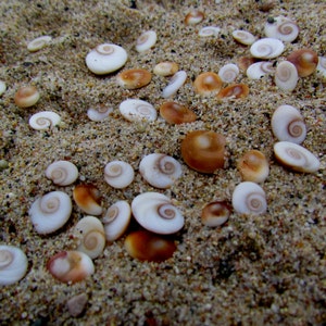 Shiva Seashells - Brown Cat Eye Shells - Seashell Supply - Craft Seashells - Coastal Home Decor, Aquarium decorations,opercullum