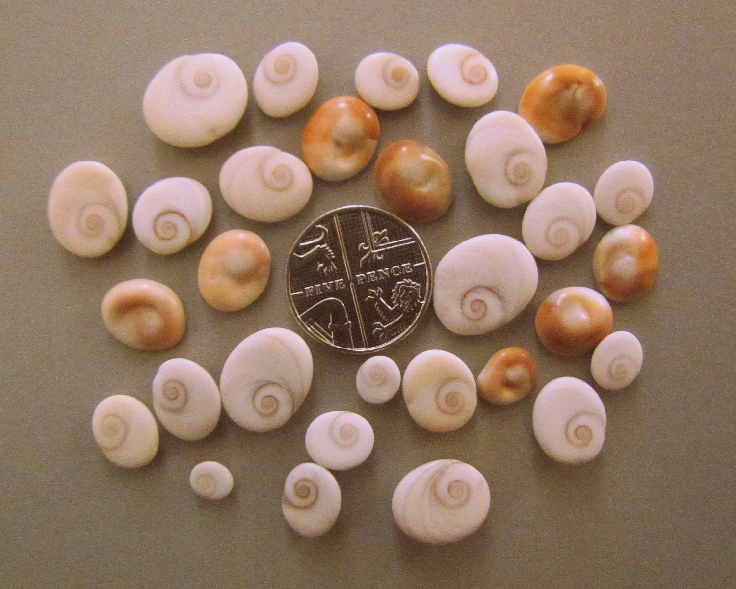 Shiva Seashells Brown Cat Eye Shells Seashell Supply Craft Seashells ...