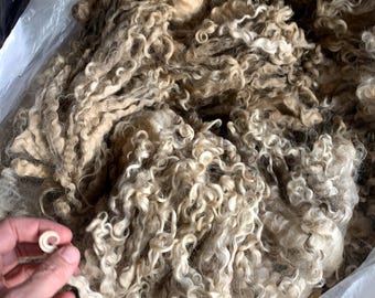 770 - Wensleydale Raw Fleece Natural White Wool Fiber 3/29/24