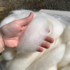 May include: Close-up of a handful of soft, white wool roving. The wool is fluffy and appears to be freshly processed. The fibers are held in a hand, with more wool visible in the background.