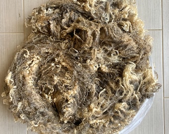 886 Wensleydale Ewe Lamb Fleece Natural Color White 11/15/23