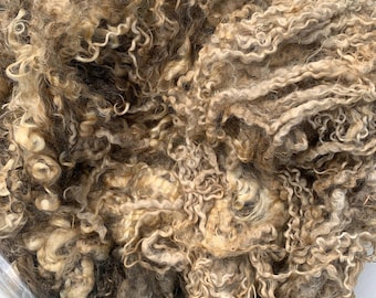 688 IVY - Wensleydale Raw Fleece Natural White Wool Fiber 1/30/24