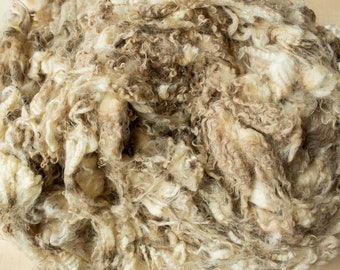 778 VERBENA F1 Valais Blacknose Fleece Natural Color White 1/23/23