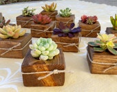Succulent WEDDING Favor, Bridal Shower favor, Baby shower, christmas gift, birthday gift, holiday table, party, coworker, craft, bat mitzvah