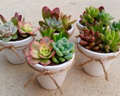 White Pot Succulent WEDDING Favors, Succulent Bridal Shower favor, Baby shower favor, Special Event Favor, Spring or summer
