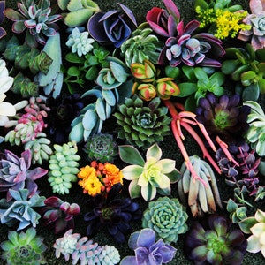 25  Succulent Cuttings succulent clippings succulent plants colorful succulent cuttings bulk succulents wholesale succulent plants