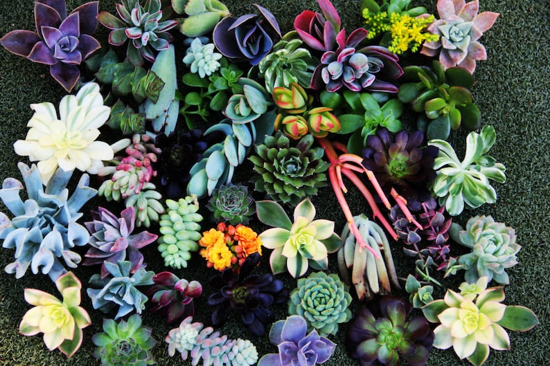 25 Succulent Cuttings succulent clippings succulent plants colorful succulent cuttings bulk succulents wholesale succulent plants image 1