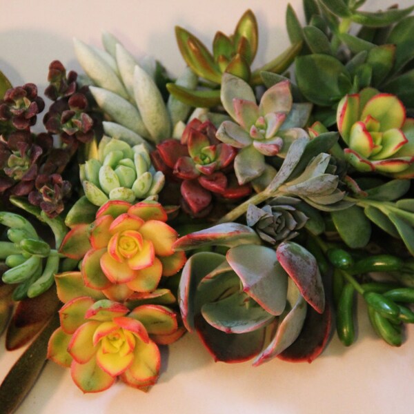 5 large Colorful Succulent Cuttings, 2-5"