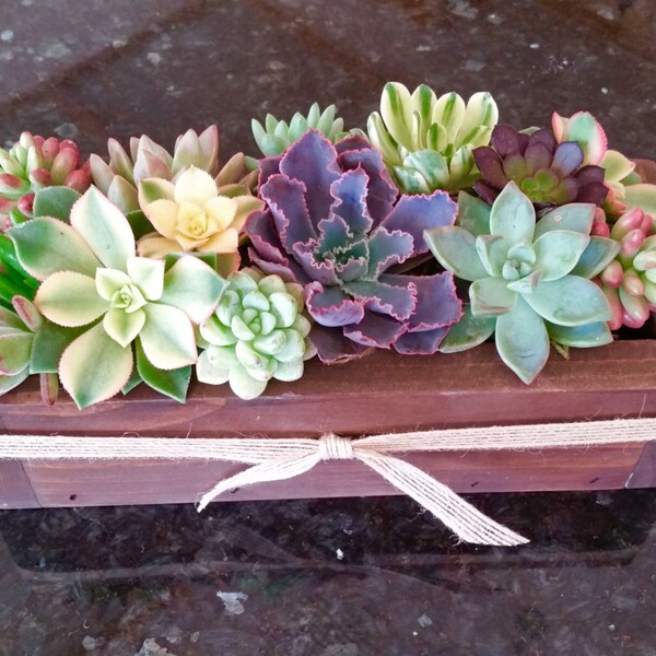 15" SUCCULENT planter box, Succulent gift, Mothers Day gift, Easter