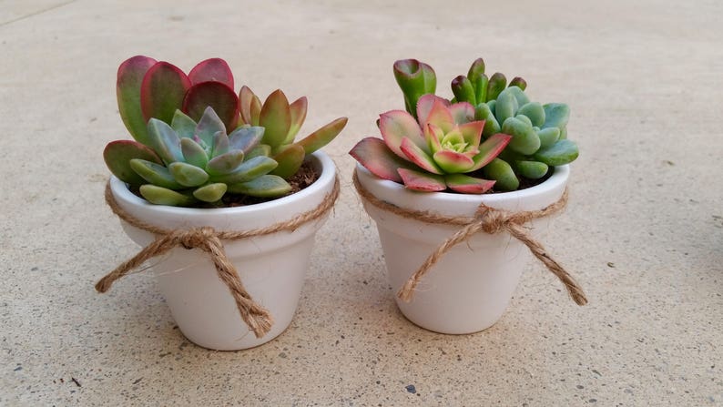 10 Succulent Wedding Favors Succulent Bridal Shower Favor Etsy 10 Succulent Wedding Favors Succulent Bridal Shower Favor Etsy